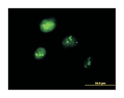 interferon regulatory factor 1, Mouse, Polyclonal Antibody, Abnova 50 &mu;L | Buy Online | Abnova | Fisher Scientific