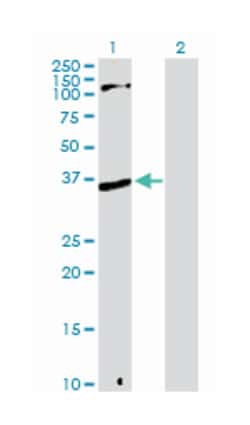 N-methylpurine-DNA glycosylase, Rabbit, Purified MaxPab Polyclonal Antibody,
