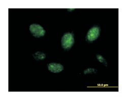 v-myb myeloblastosis viral oncogene homolog (avian), Mouse, Purified MaxPab