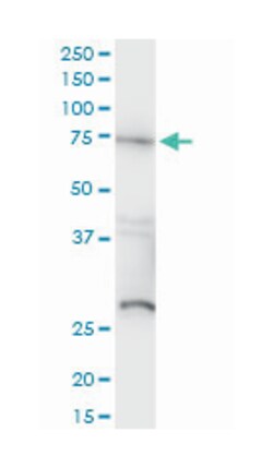 v-raf-1 murine leukemia viral oncogene homolog 1, Mouse, Clone: 1H4, Abnova 100 &mu;g | Buy Online | Abnova | Fisher Scientific