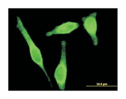 staufen, RNA binding protein, homolog 1 (Drosophila), Mouse, Clone: 1E7,