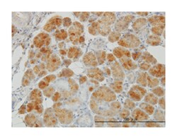 GSR, Mouse, Clone: 6B4, Abnova 100&mu;g; Unlabeled:Antibodies, Monoclonal