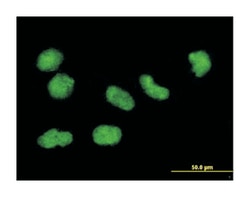 H3 histone, family 3B (H3.3B), Mouse, Clone: 2D7-H1, Abnova 100&mu;g; Unlabeled:Antibodies,