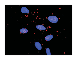 FK506 binding protein 12-rapamycin associated protein 1, Mouse, Clone: 2C5, Abnova&trade;