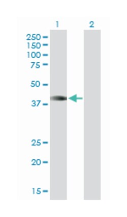 homeobox A1, Mouse, Purified MaxPab Polyclonal Antibody, Abnova 50&mu;g;
