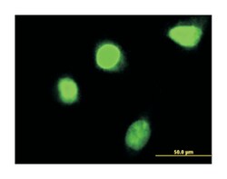 homeobox C4, Mouse, Clone: 2D6, Abnova 100&mu;g; Unlabeled:Antibodies,