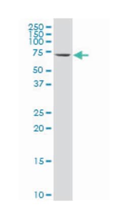 heat shock 70kDa protein 5 (glucose-regulated protein, 78kDa), Mouse, Polyclonal
