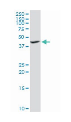 interleukin enhancer binding factor 2, 45kDa, Mouse, Purified MaxPab Polyclonal