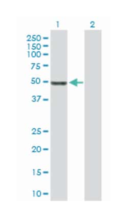 membrane protein, palmitoylated 1, 55kDa, Rabbit, Purified MaxPab Polyclonal