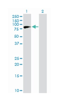 nuclear VCP-like, Mouse, Purified MaxPab Polyclonal Antibody, Abnova 50&mu;g;