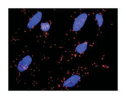 FLNA, Mouse, Clone: 4E10-1B2, Abnova 100&mu;g; Unlabeled:Antibodies, Monoclonal