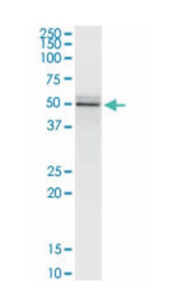 FLOT2, Mouse, Clone: 3G6, Abnova 100&mu;g; Unlabeled:Antibodies, Monoclonal