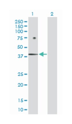 FBJ murine osteosarcoma viral oncogene homolog B, Rabbit, Purified MaxPab
