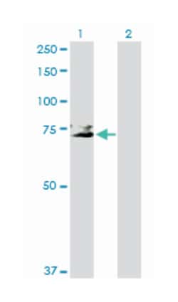 glycoprotein Ib (platelet), alpha polypeptide, Rabbit, Purified MaxPab