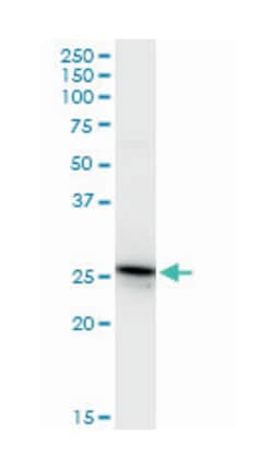 GSTA4, Rabbit, Purified MaxPab Polyclonal Antibody, Abnova 100 &mu;g | Buy Online | Abnova Corporation | Fisher Scientific