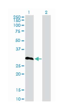 insulin-like growth factor binding protein 6, Rabbit, Purified MaxPab™ Polyclonal Antibody, Abnova™