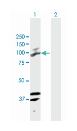 platelet/endothelial cell adhesion molecule, Mouse, Polyclonal Antibody,