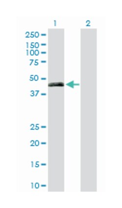 PON3, Rabbit, Purified MaxPab Polyclonal Antibody, Abnova 100 &mu;g | Buy Online | Abnova Corporation | Fisher Scientific
