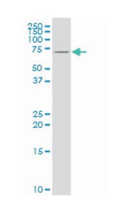 arginyl aminopeptidase (aminopeptidase B), Mouse, Polyclonal Antibody, Abnova 50 &mu;L | Buy Online | Abnova Corporation | Fisher Scientific
