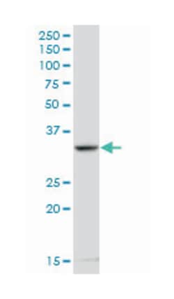 ribosomal protein L8, Mouse, Polyclonal Antibody, Abnova 50&mu;L; Unlabeled:Antibodies,