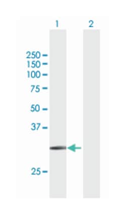 solute carrier family 14 (urea transporter), member 1 (Kidd blood group), Mouse, Purified MaxPab™ Polyclonal Antibody, Abnova™