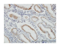 Sp1 transcription factor, Mouse, Clone: 1A5, Abnova 100&mu;g; Unlabeled:Antibodies,