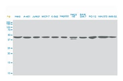 upstream transcription factor 2, c-fos interacting, Mouse, Clone: 5F2,