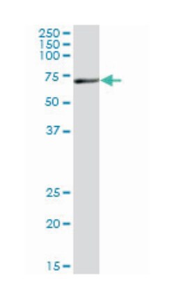 ezrin, Mouse, Polyclonal Antibody, Abnova&trade;