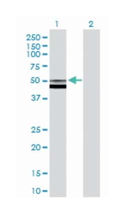 fucosidase, alpha-L-2, plasma, Mouse, Purified MaxPab Polyclonal Antibody,