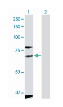 FYN oncogene related to SRC, FGR, YES, Rabbit, Purified MaxPab Polyclonal