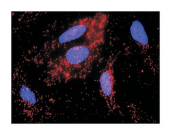 FYN oncogene related to SRC, FGR, YES, Rabbit, Purified MaxPab Polyclonal