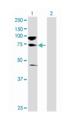 GRB2-associated binding protein 1, Rabbit, Purified MaxPab Polyclonal Antibody,