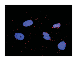 GRB2-associated binding protein 1, Rabbit, Purified MaxPab Polyclonal Antibody,