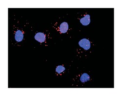 GRB2-associated binding protein 1, Rabbit, Purified MaxPab Polyclonal Antibody,