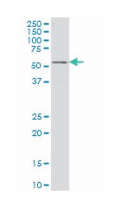 GABPA, Mouse, Clone: 5B6, Abnova 100&mu;g; Unlabeled:Antibodies, Monoclonal