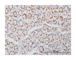 GABPA, Mouse, Clone: 5B6, Abnova 100&mu;g; Unlabeled:Antibodies, Monoclonal