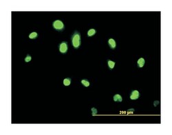GABPA, Mouse, Clone: 5B6, Abnova 100&mu;g; Unlabeled:Antibodies, Monoclonal