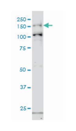 GAK, Mouse, Clone: 4C10, Abnova 100&mu;g; Unlabeled:Antibodies, Monoclonal