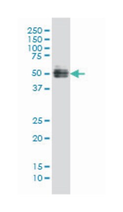 GATA2, Mouse, Clone: 2D11, Abnova 100&mu;g; Unlabeled:Antibodies, Monoclonal