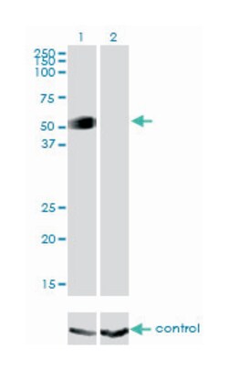 GATA2, Mouse, Clone: 2D11, Abnova 100&mu;g; Unlabeled:Antibodies, Monoclonal