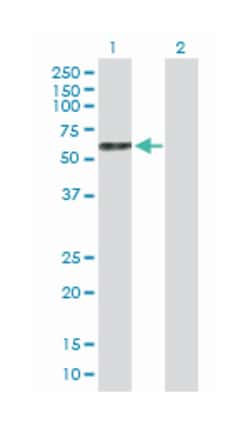 growth differentiation factor 9, Mouse, Purified MaxPab Polyclonal Antibody,