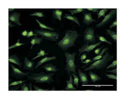 GFRA1, Mouse, Clone: 4G3, Abnova 100&mu;g; Unlabeled:Antibodies, Monoclonal