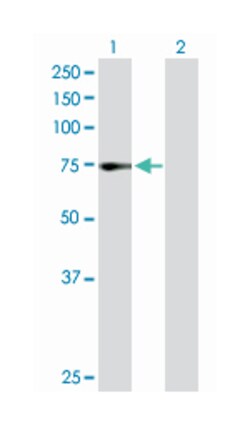 zinc finger protein 133, Rabbit, Purified MaxPab Polyclonal Antibody, Abnova 100 &mu;g | Buy Online | Abnova Corporation | Fisher Scientific