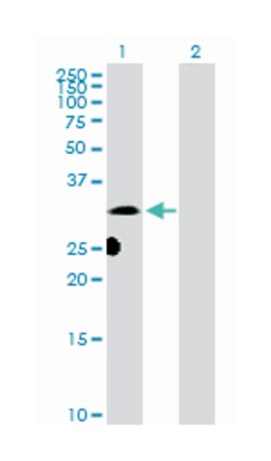 dynein, axonemal, light intermediate chain 1, Rabbit, Purified MaxPab Polyclonal