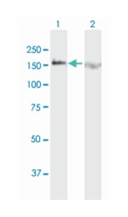 HLA-B associated transcript 3, Mouse, Purified MaxPab Polyclonal Antibody, Abnova 50 &mu;g | Buy Online | Abnova Corporation | Fisher Scientific