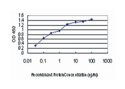 GAK, Mouse, Clone: 4C10, Abnova 100&mu;g; Unlabeled:Antibodies, Monoclonal