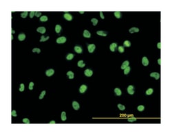 GATA2, Mouse, Clone: 2D11, Abnova 100&mu;g; Unlabeled:Antibodies, Monoclonal