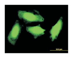 GCH1, Mouse, Clone: 1F5, Abnova 100&mu;g; Unlabeled:Antibodies, Monoclonal