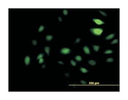 K(lysine) acetyltransferase 2A, Mouse, Clone: 4D3, Abnova 100&mu;g; Unlabeled:Antibodies,