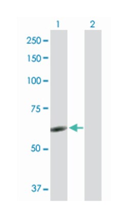 nuclear receptor subfamily 6, group A, member 1, Rabbit, Purified MaxPab
